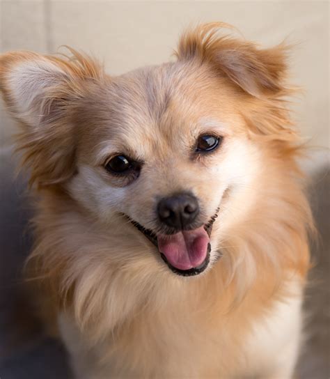 Shelter Dogs of Portland: "MICKEY" Pomeranian mix