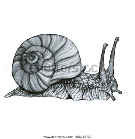 Snail Handdrawing Watercolor Illustration Stock Illustration 368216723 ...