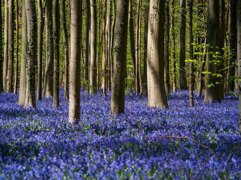 Bluebell Woods Wallpapers - Wallpaper Cave