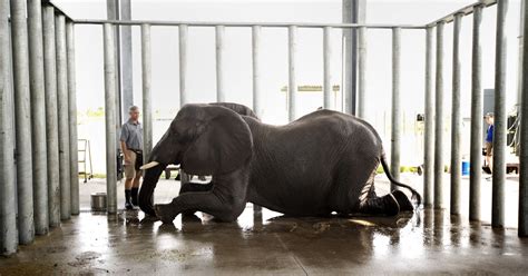 African elephants find refuge in Florida citrus grove - NBC News