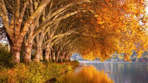 2560x1440 Autumn Trees Orange Lake 5k 1440P Resolution ,HD 4k ...