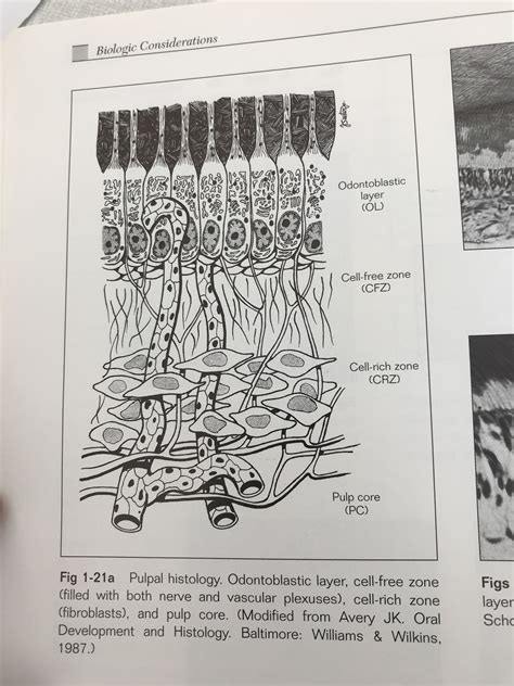 Layers of the odontoblast.