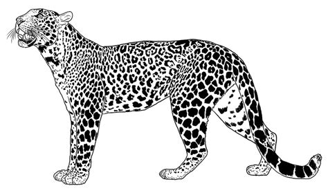 Discover more than 158 leopard face drawing - seven.edu.vn