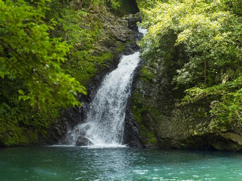 Enjoying the Flora and Fauna of Amami Ōshima (Photos) | Nippon.com