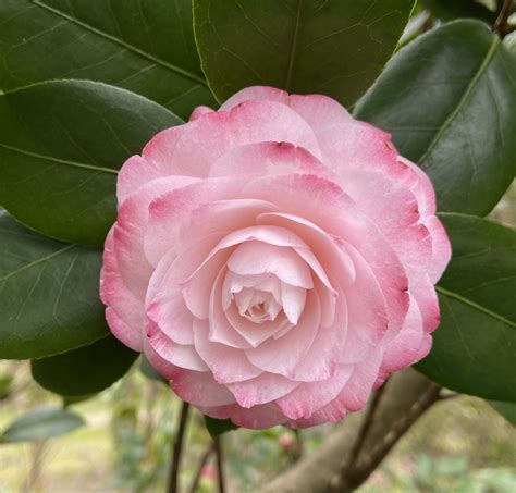 Historical Camellia Garden in Virginia - Fine Gardening