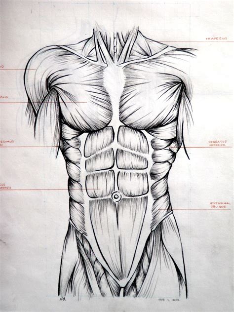 Drawing. Abdominal muscles. | Referência anatomia, Anatomia do corpo ...