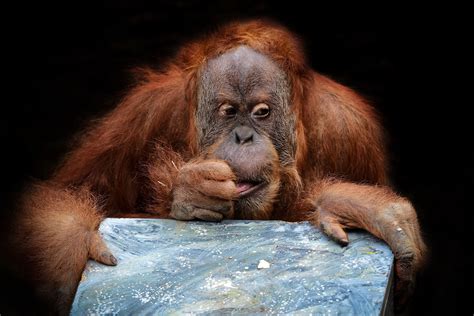 Download Primate Monkey Animal Orangutan HD Wallpaper