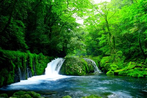 Download Tree Green Forest Nature Waterfall HD Wallpaper