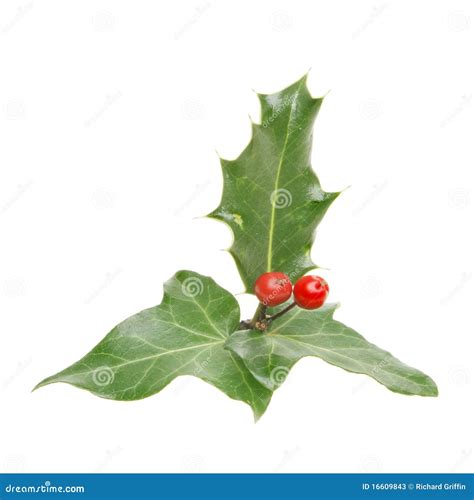 Holly and ivy stock image. Image of festive, isolated - 16609843