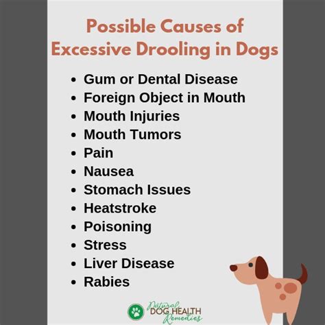 What Causes Excessive Saliva In Dogs