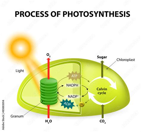 Vettoriale Stock photosynthesis | Adobe Stock