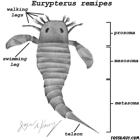 Fossilguy.com: Eurypterid fossils (Sea Scorpions): Facts, Information and Fossil Examples of the ...