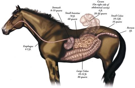 16 Fascinating Facts About Horse Digestion