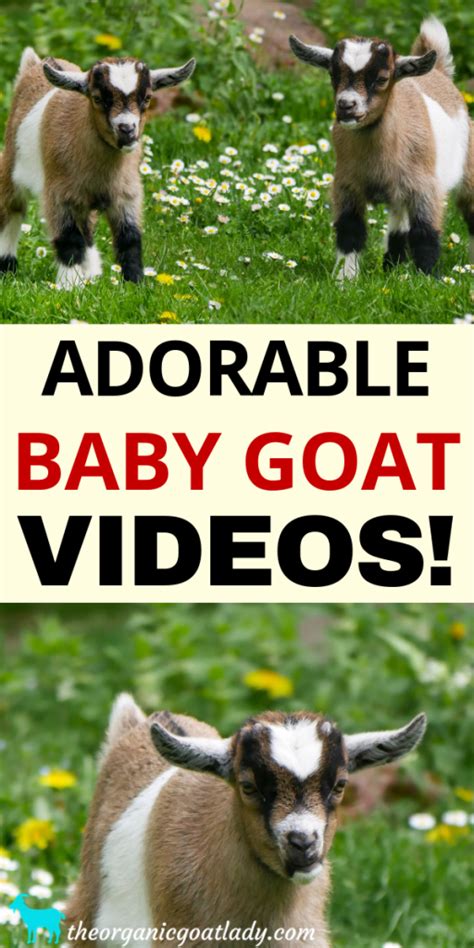 Baby Goat Videos! - The Organic Goat Lady