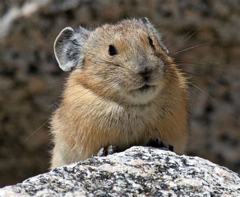 Pika, viewing photographer, Mt Evans