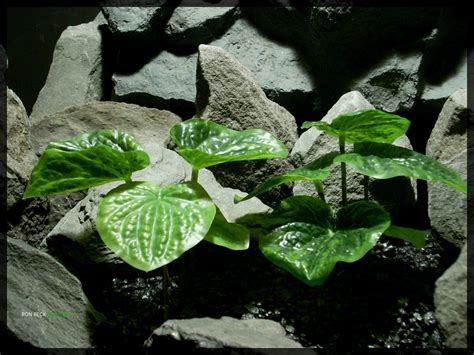 Artificial Peperomia Plants - Artificial Silk Reptile Habitat Plants | Artificial Plants - Ron ...