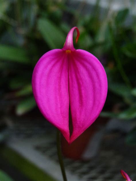 Masdevallia Orchids in the Greenhouse | Denver Botanic Gardens