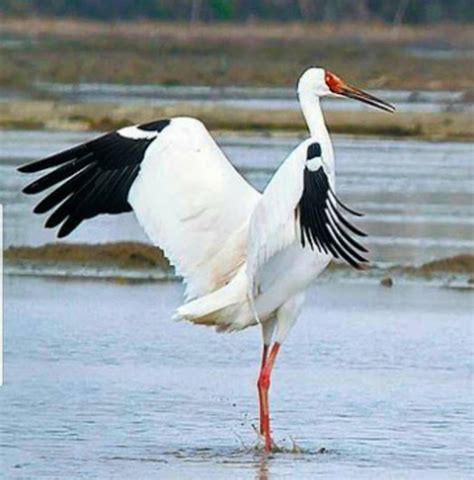 Siberian Crane