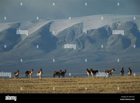 Tibetan Wild Ass (Equus hemionus kiang) herd standing alert on grassy plain, Kekexili, Qinghai ...