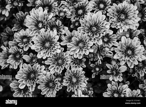 Black And White Floral Desktop Wallpaper