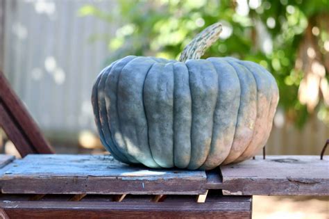 Blue Pumpkins on Halloween? This Is What It Means (2024) • Colors Explained