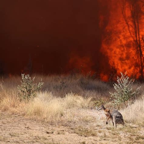 Photos of Qld 2023 bushfire devastation: Tara, Western downs ...