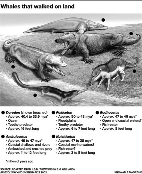 The evolution of whales from land to sea