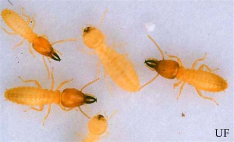 Formosan Subterranean Termite