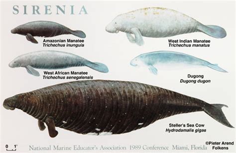 Steller’s Sea Cow: The Sole Arctic/Subarctic Extinction - Magnetic North