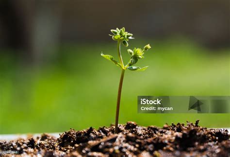 Little Plant Growing Time Lapse Stock Photo - Download Image Now - Long Exposure, Seedling ...