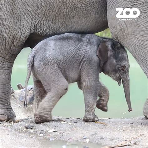 Baby Elephant Calf Makes Public Splash at Danish Zoo - Vida Newspaper