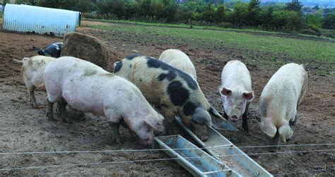 Organic pig farms – a natural choice? | Pig World