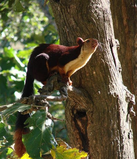 Indian Giant Squirrel Facts, Range, Diet, Pictures