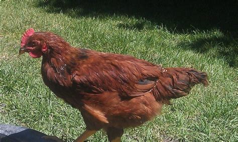 Is my Rhode Island Red a rooster or hen?