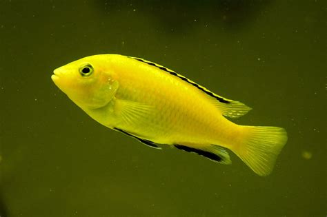 Electric Yellow Cichlid (Labidochromis caeruleus): Complete Care Guides, Tank Mates, FAQs ...