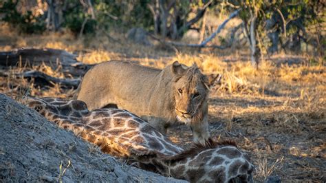 Philippe Jeanty - Gomoti, Young male lion eating a giraffe