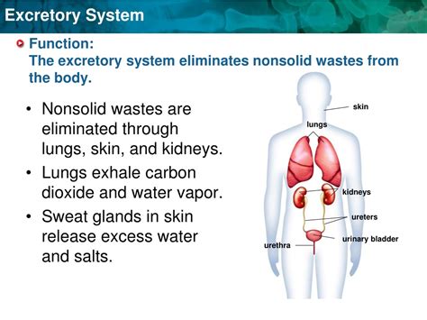 Major functions of the excretory system