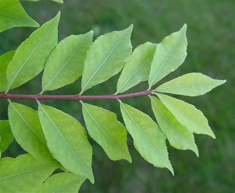 Euonymus alatus (burning-bush, winged spindle-tree): Go Botany