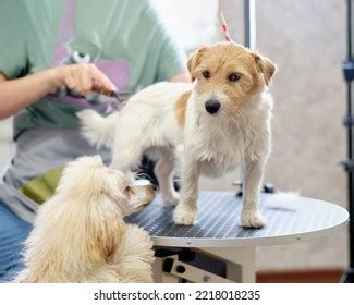 1,837 Jack Russell Grooming Stock Photos, Images & Photography ...