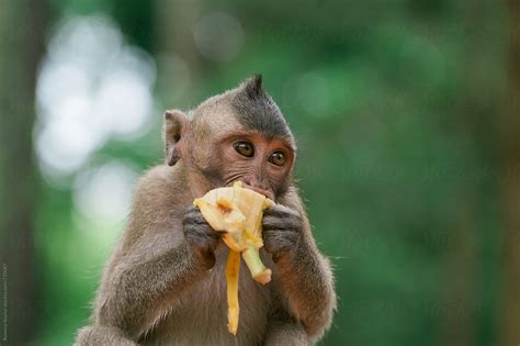 "Cute Baby Monkey Eating Banana" by Stocksy Contributor "Rowena Naylor ...