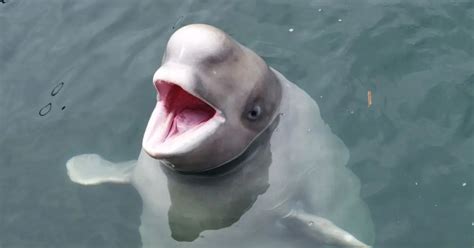 Beluga Whale Behavior - AnimalBehaviorCorner