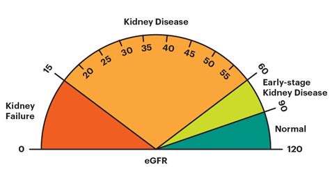 Estimated Glomerular Filtration Rate (eGFR) | National Kidney Foundation