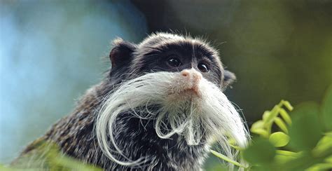 Emperor Tamarin | Perth Zoo