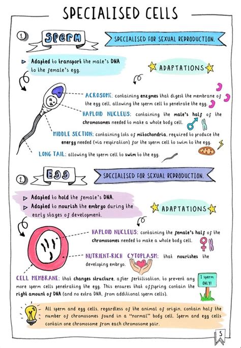 Get your FREE GCSE Biology Revision notes on specialised cells. These colourful sketchnotes are ...