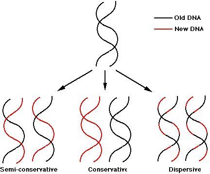 Proses, Teori, dan Model Replikasi DNA LENGKAP - Generasi Biologi