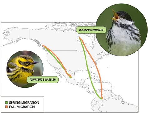 Some Birds Ride the Wave for Spring Migration: Watch a Mesmerizing ...