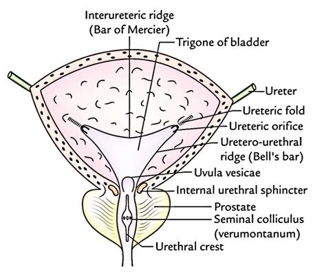 Urinary Bladder – Earth's Lab