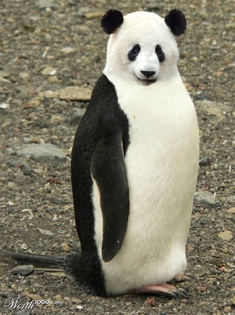 Pandguin (With images) | Photoshopped animals, Animal mashups, Weird animals