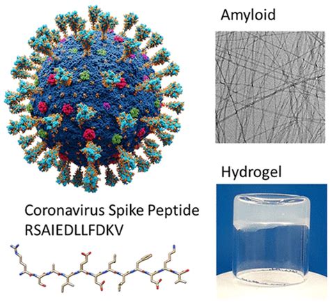 SPIKE-PROTEIN INDUCED SYSTEMIC AMYLOIDOSIS AS AN AUTOCATALYTIC REACTION ...