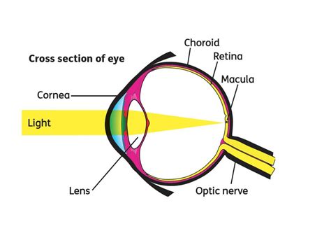 What is the macula? The macula is part of the retina at the back of the ...